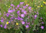 Geranium sylvaticum. Цветы и бутоны. Кольский п-ов, Восточный Мурман, Дальние Зеленцы, антропогенная пустошь. 25.07.2009.