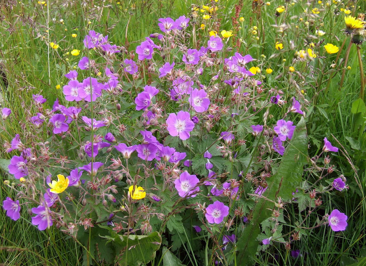 Изображение особи Geranium sylvaticum.