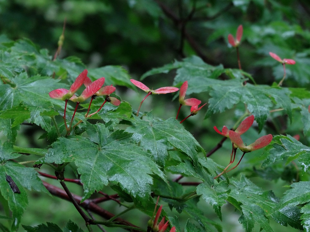 Image of Acer pseudosieboldianum specimen.
