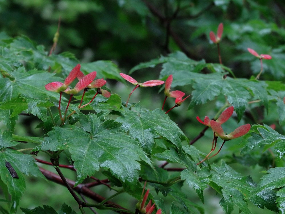 Изображение особи Acer pseudosieboldianum.