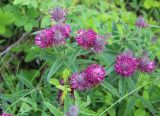Trifolium alpestre