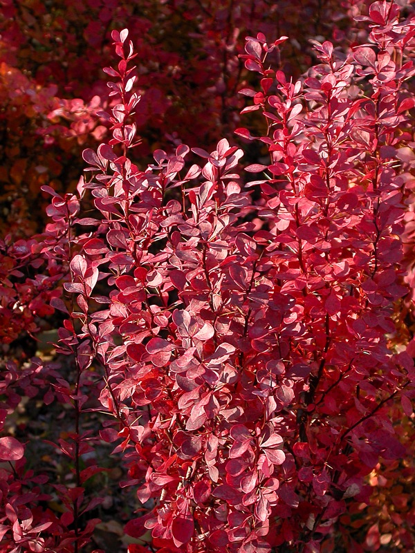 Image of Berberis thunbergii specimen.