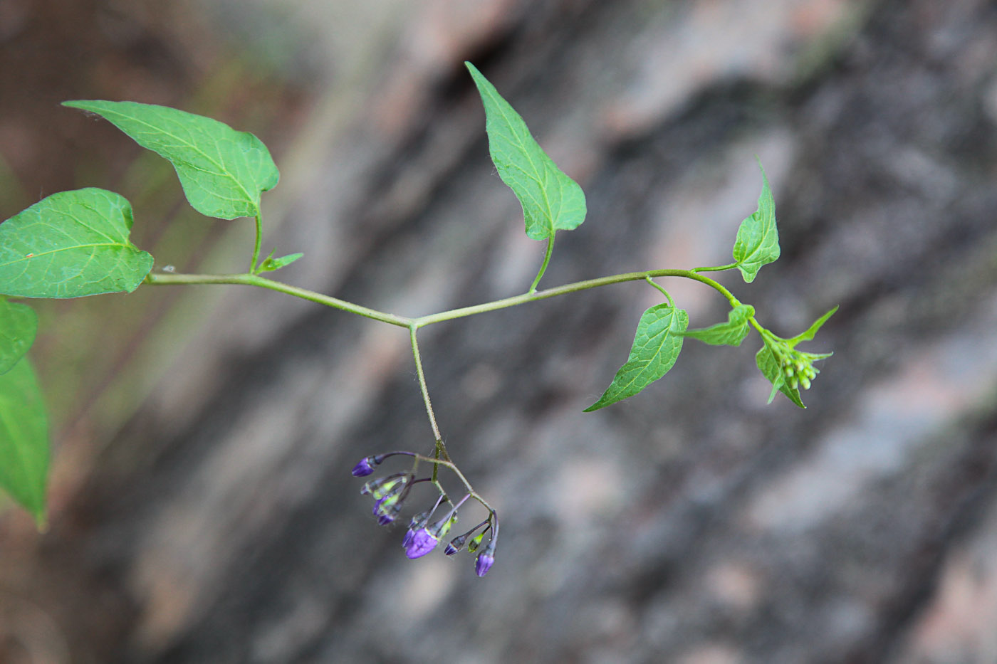 Изображение особи Solanum dulcamara.