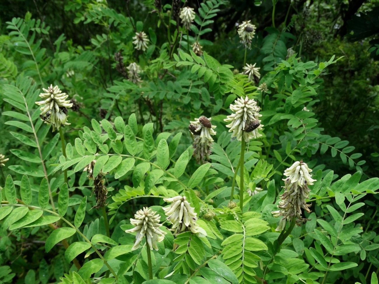 Изображение особи Astragalus uliginosus.