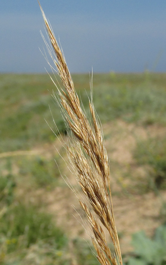 Image of Apera maritima specimen.