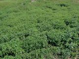 Mentha canadensis
