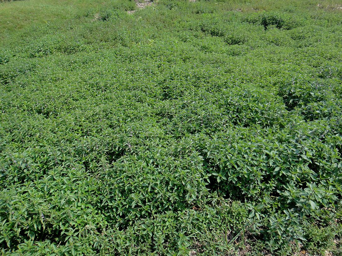 Image of Mentha canadensis specimen.