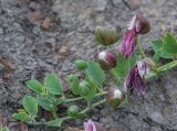 Capparis herbacea