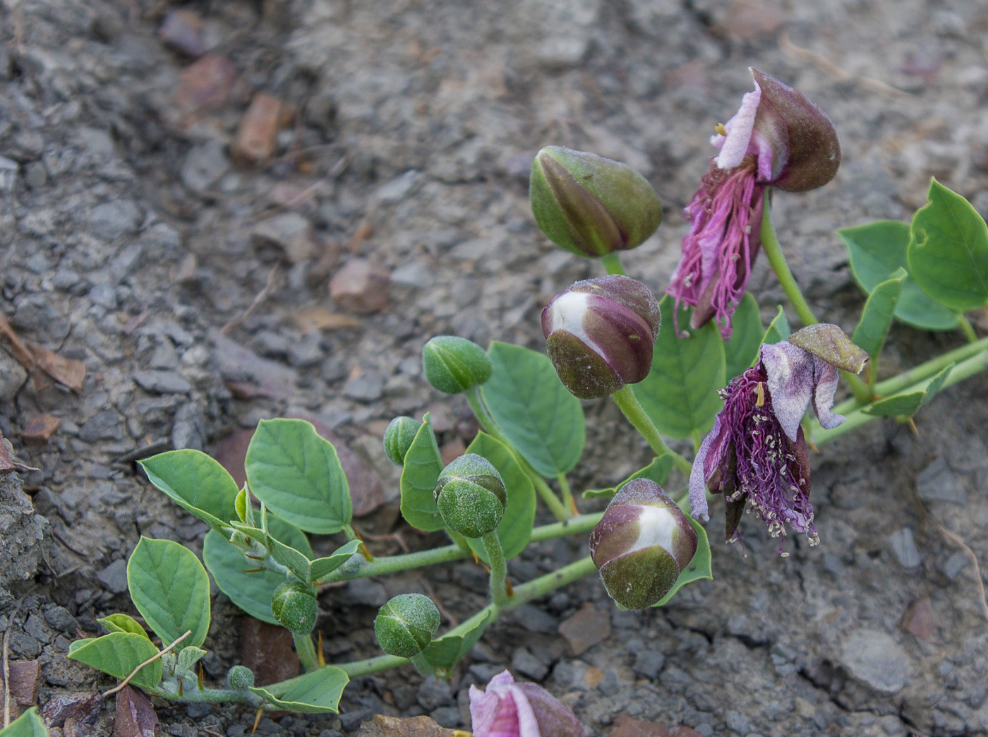 Image of Capparis herbacea specimen.