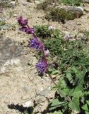 Salvia verticillata