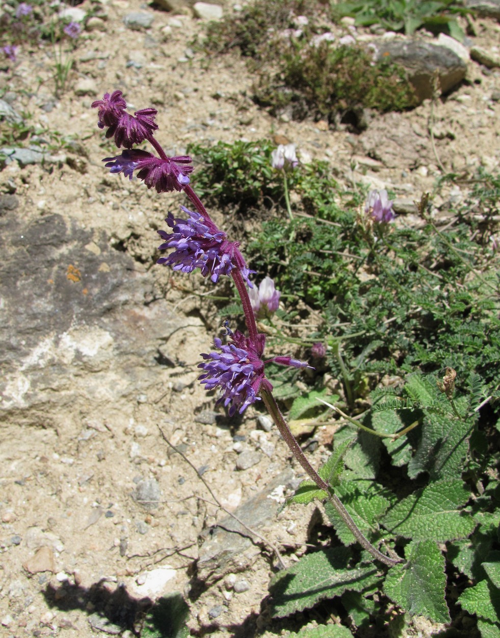 Изображение особи Salvia verticillata.