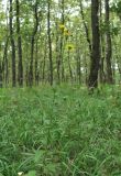 genus Hieracium