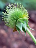 Geum aleppicum