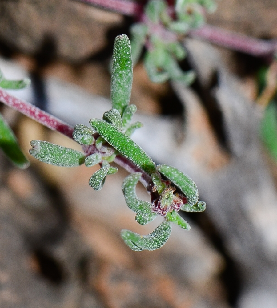 Image of genus Frankenia specimen.