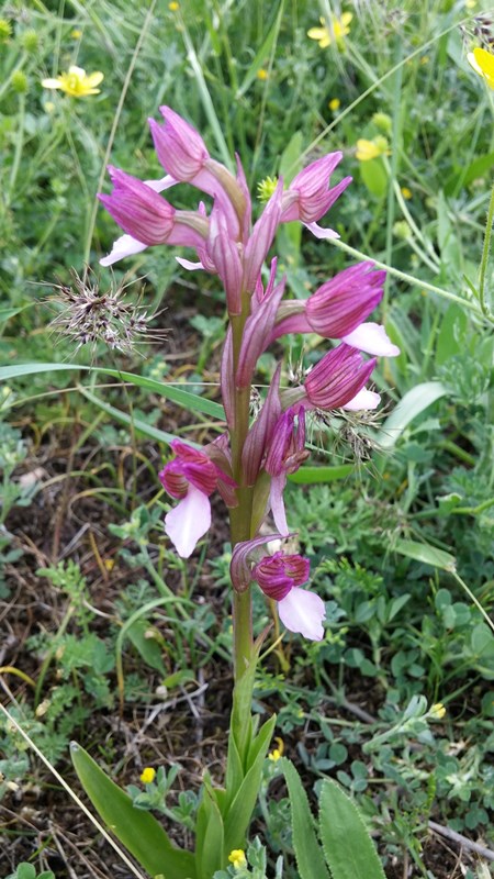 Image of Anacamptis papilionacea ssp. schirwanica specimen.