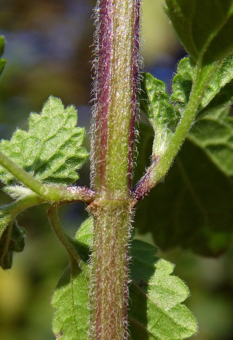 Image of Ballota nigra specimen.