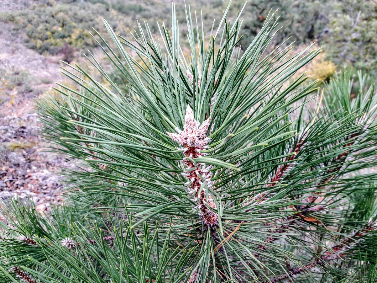 Изображение особи Pinus pallasiana.