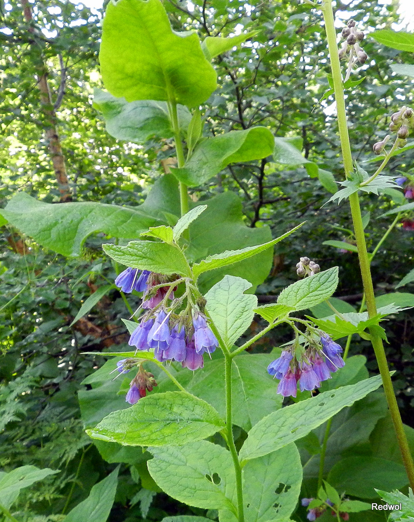 Изображение особи Symphytum asperum.