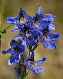 Delphinium iliense. Цветки. Казахстан, Тянь-Шань, хр. Заилийский Алатау, ущ. Кумбельсу в р-не пос. Кокшокы, у скального выхода на остепнённом склоне горы, 2500 м н.у.м. 04.09.2016.