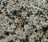 Cladonia arbuscula. Талломы. Владимирская обл., Ковровский р-н, окр. дер. Митино, сосновый лес. 04.07.2015.