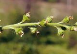 Agrimonia pilosa. Часть соплодия. Амурская обл., Бурейский р-н, окр. с. Малиновка. 18.07.2016.