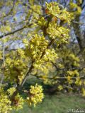 Cornus mas. Ветвь с цветками. Крым, Байдарская долина, окр. с. Орлиное, вост. склон горы Пска-Баир. 22.03.2010.