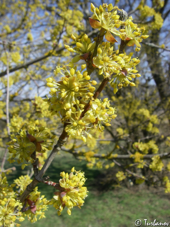 Image of Cornus mas specimen.