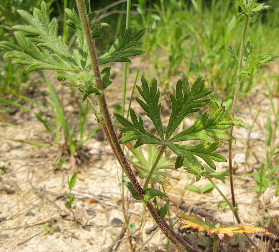 Image of Potentilla canescens specimen.