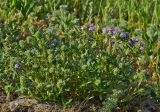 Thymus &times; littoralis