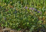 Thymus × littoralis. Расцветающие растения. Молдова, Оргеевский р-н, окр. с. Требужены. 08.05.2015.