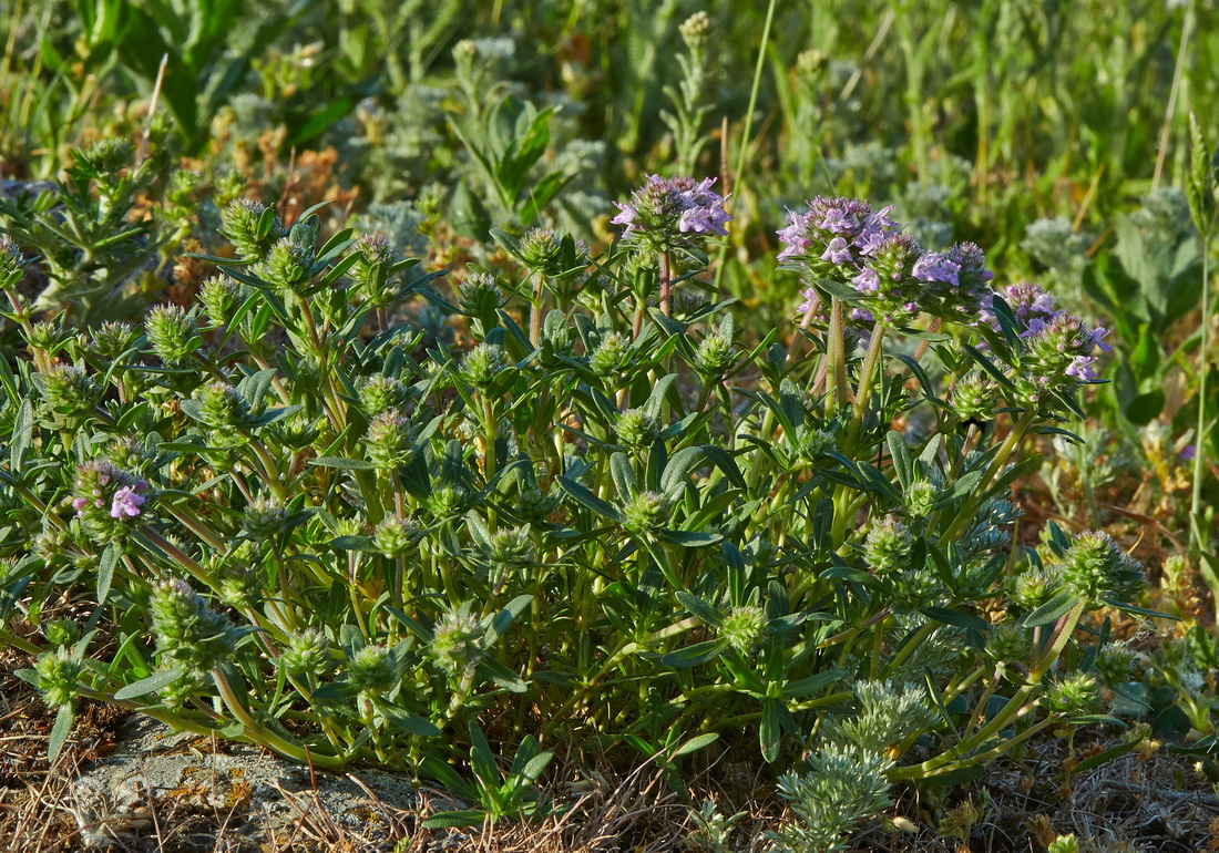 Image of Thymus &times; littoralis specimen.