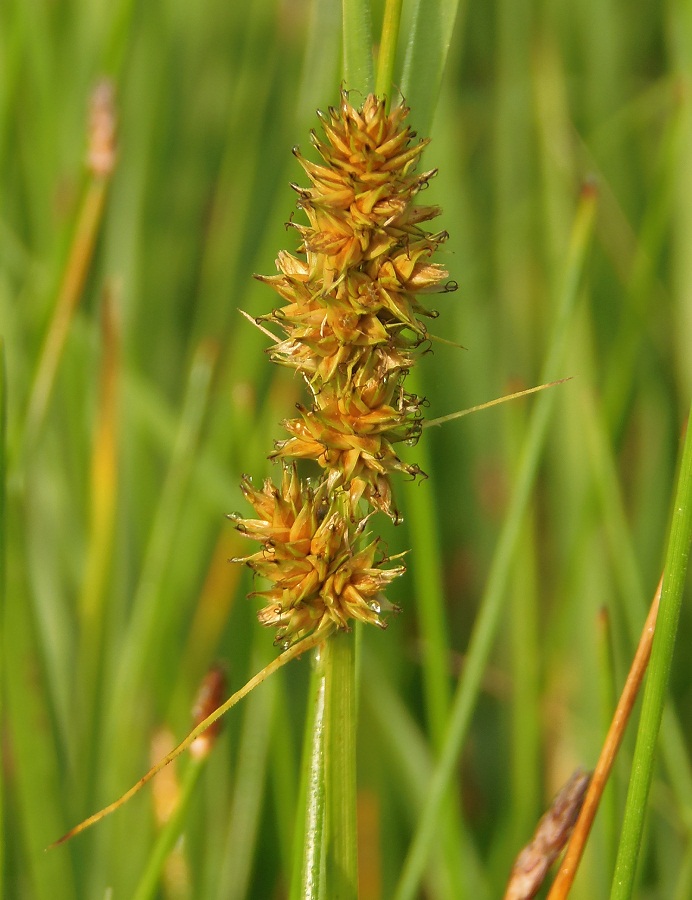 Image of genus Carex specimen.