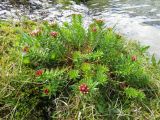 Rhodiola algida. Цветущее растение. Республика Алтай, Усть-Коксинский р-н, природный парк \"Белуха\", Долина Семи Озер, берег высокогорного озера, выс. 2500 м н.у.м. 07.08.2016.