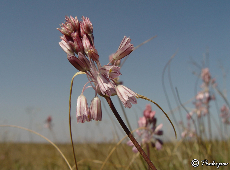 Image of Allium paniculatum specimen.