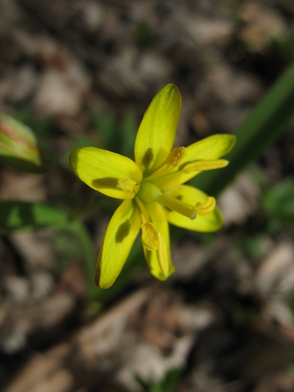 Image of genus Gagea specimen.