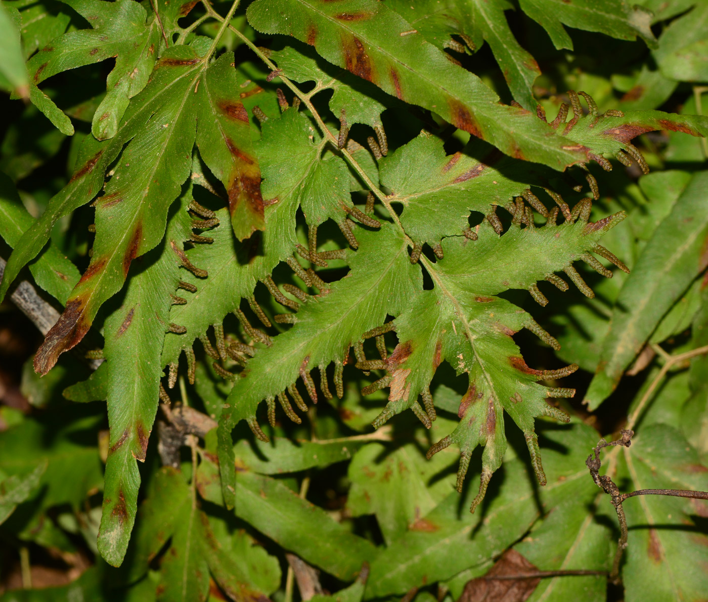 Изображение особи Lygodium polystachyum.