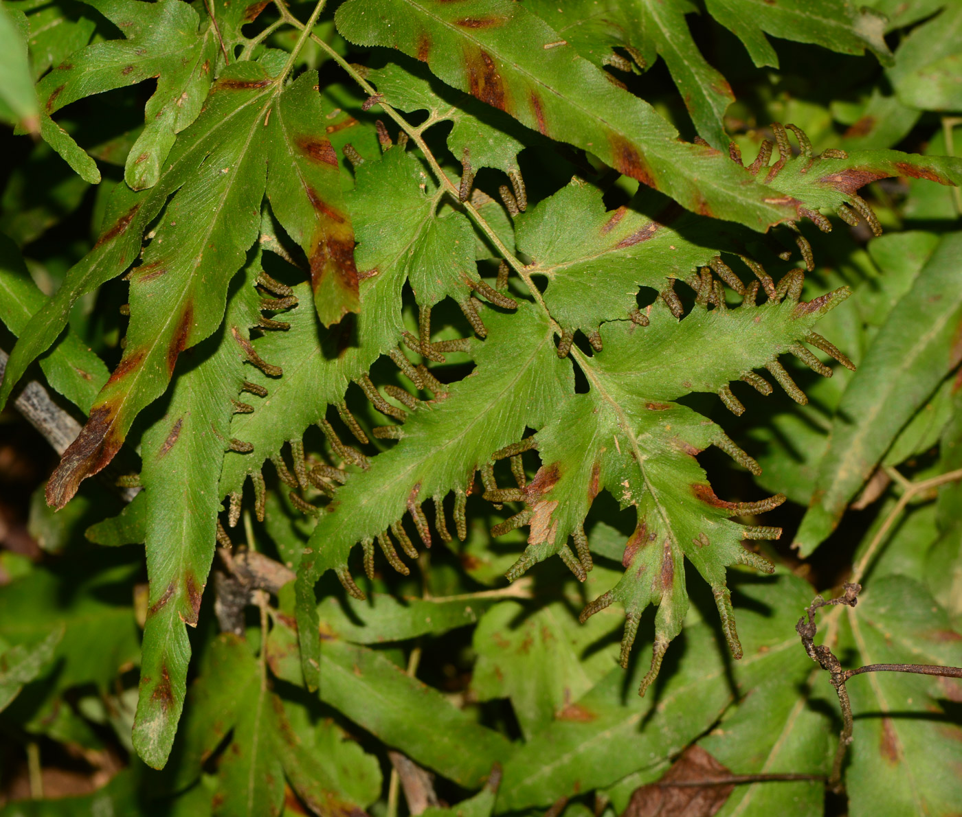 Image of Lygodium polystachyum specimen.