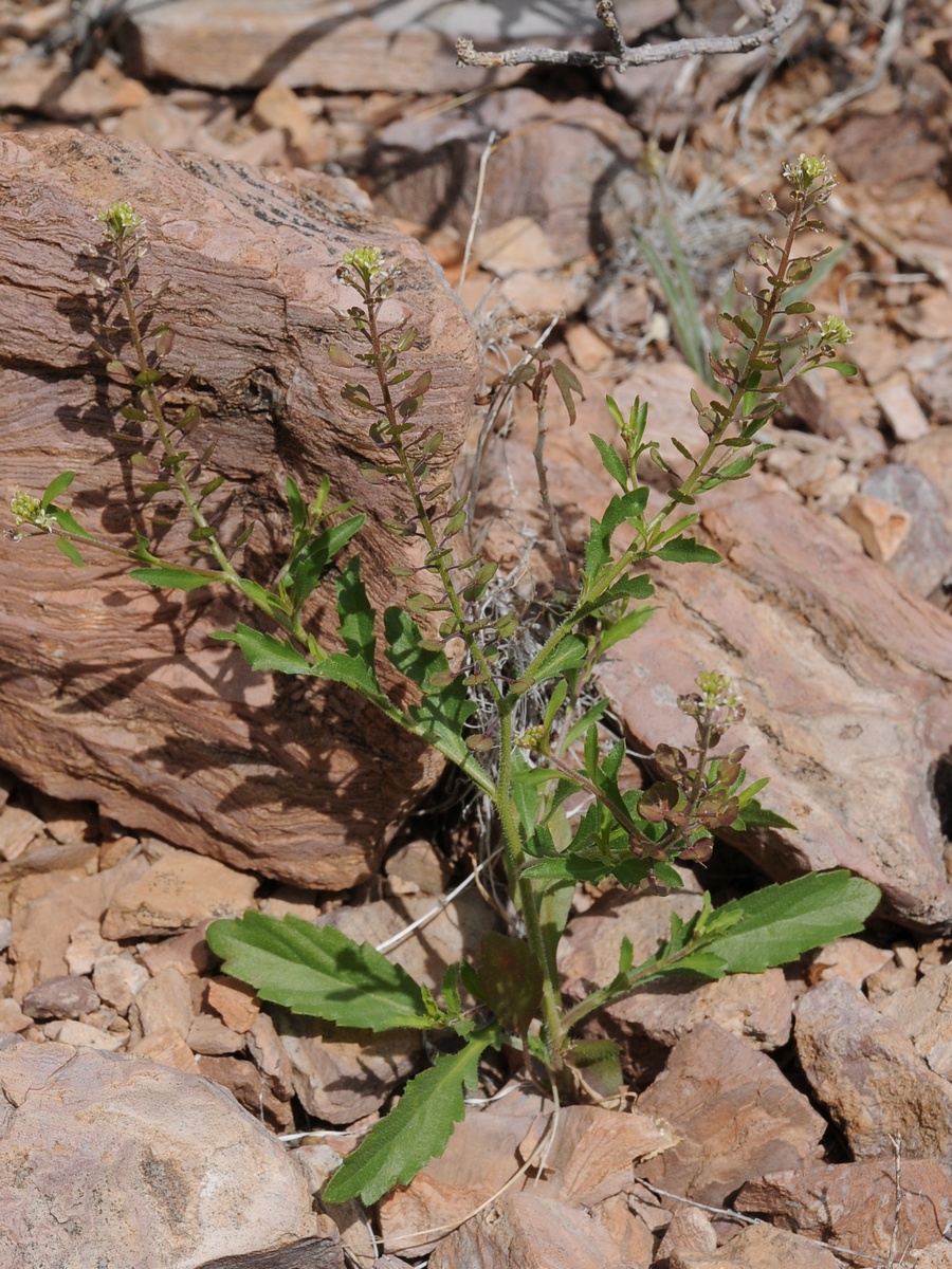 Изображение особи Lepidium virginicum.