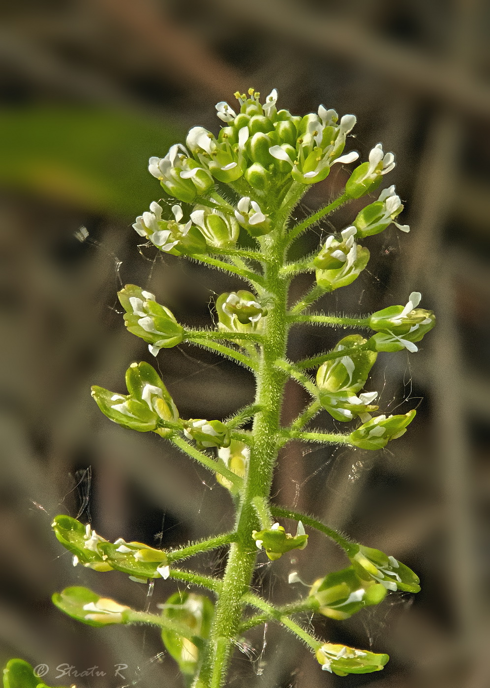 Изображение особи Lepidium campestre.