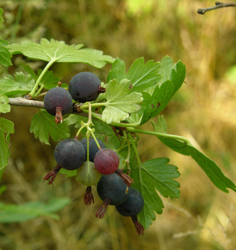 Изображение особи Grossularia divaricata.