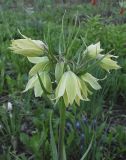 Fritillaria raddeana