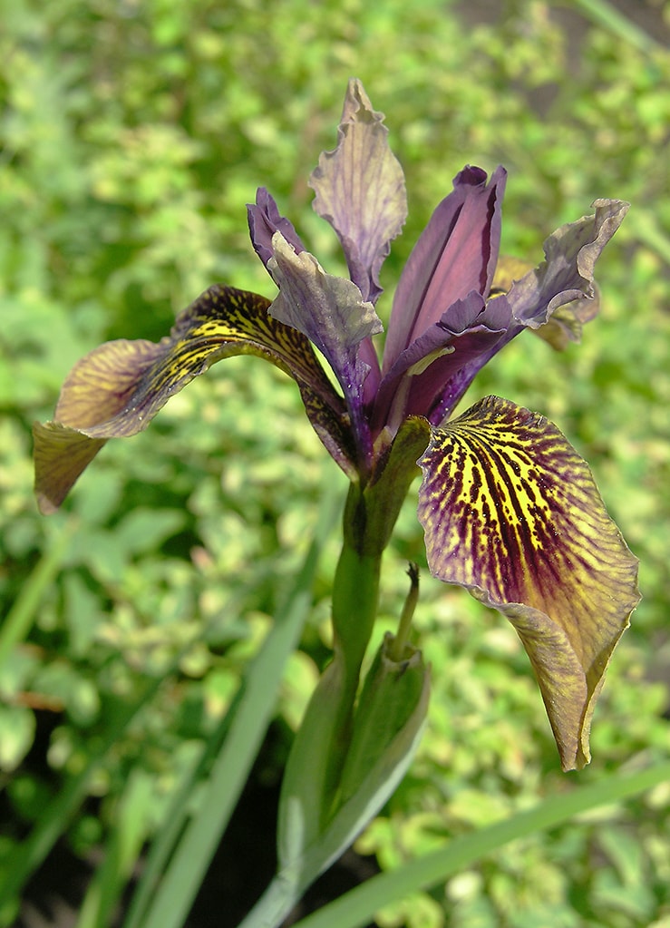 Изображение особи Iris forrestii.