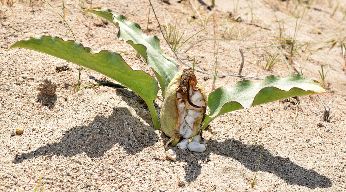 Image of Eminium lehmannii specimen.
