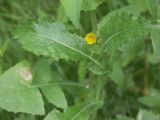 Sonchus asper. Верхушка цветущего растения, рядом (слева) лист осота огородного. Санкт-Петербург, парк БИН РАН. 01.08.2007.