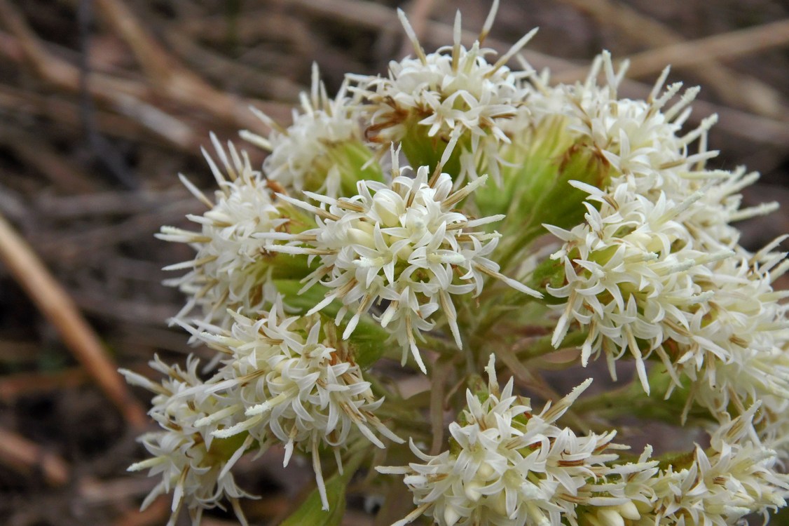 Image of Petasites albus specimen.