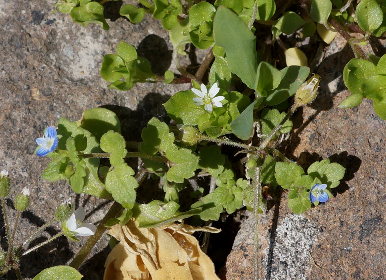 Image of Veronica polita specimen.