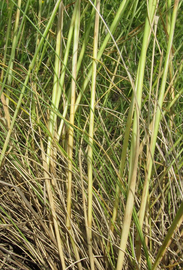 Изображение особи Stipa pontica.