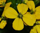 Erysimum amurense. Цветок. Приморский край, о. Русский, сухой каменистый приморский склон. 12.06.2017.