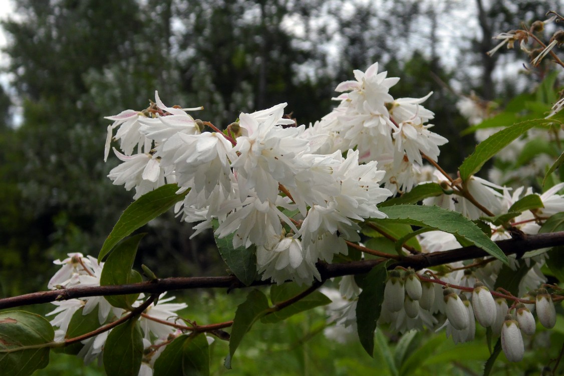 Image of Deutzia scabra specimen.