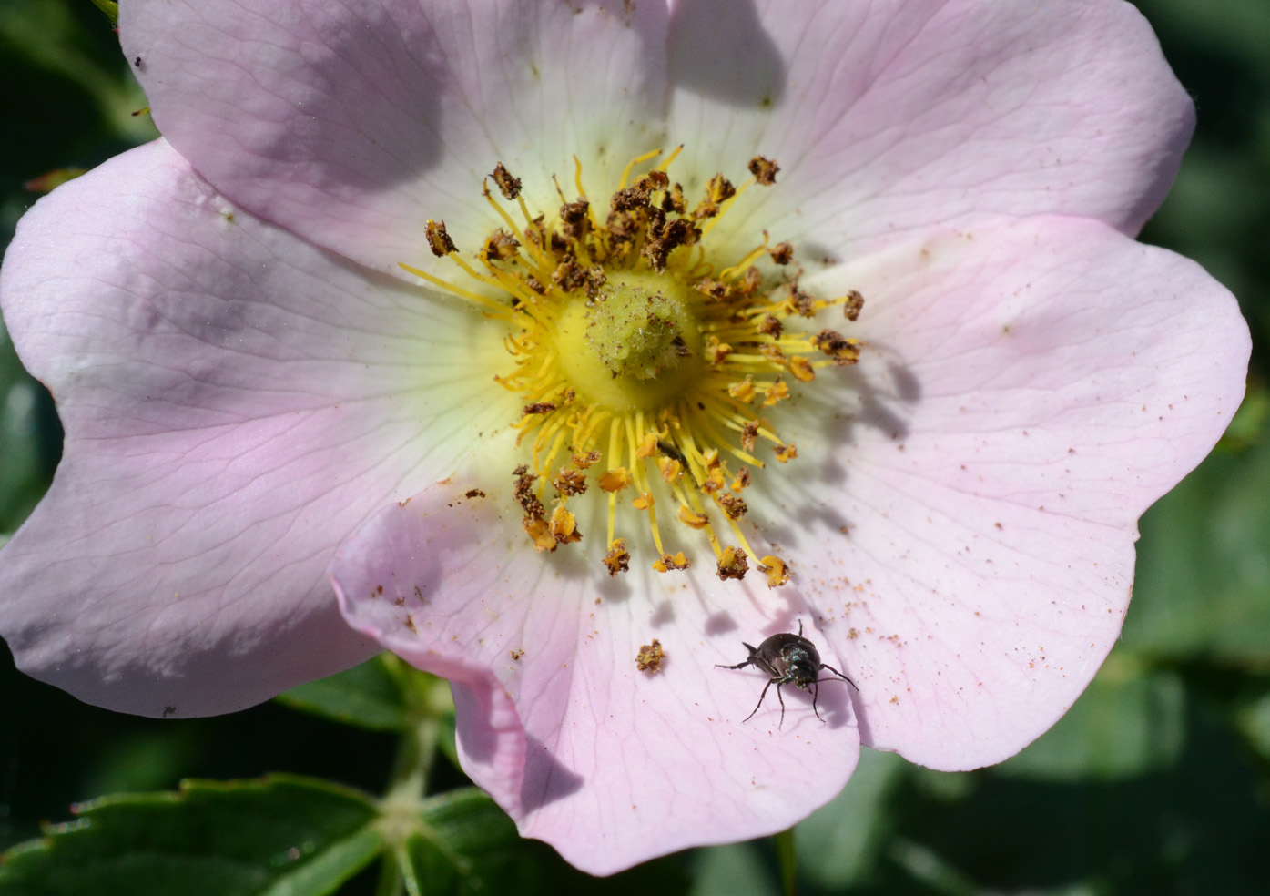 Image of genus Rosa specimen.